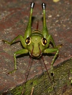 Look into my eyes! This small Katydid nymph has very photogenic and hypnotic eyes. Geotagged,Katydid,Malaysia,Mulu,Sarawak,Summer