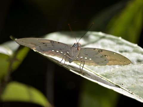 Butterfly  Bassarona dunya,Bassarona dunya dunya,Butterfly,Geotagged,Malaysia,Mulu,Sarawak,Summer