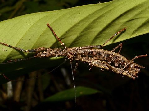 Lovely couple A pair of Phasmids of the species Dinophasma saginatum.
The female is without wings and has appendages on top of her abdomen whereas the male has full wings and is capable of flight. Dinophasma,Dinophasma saginatum,Geotagged,Malaysia,Mulu,Phasmid,Sarawak,Stick Insect,Summer