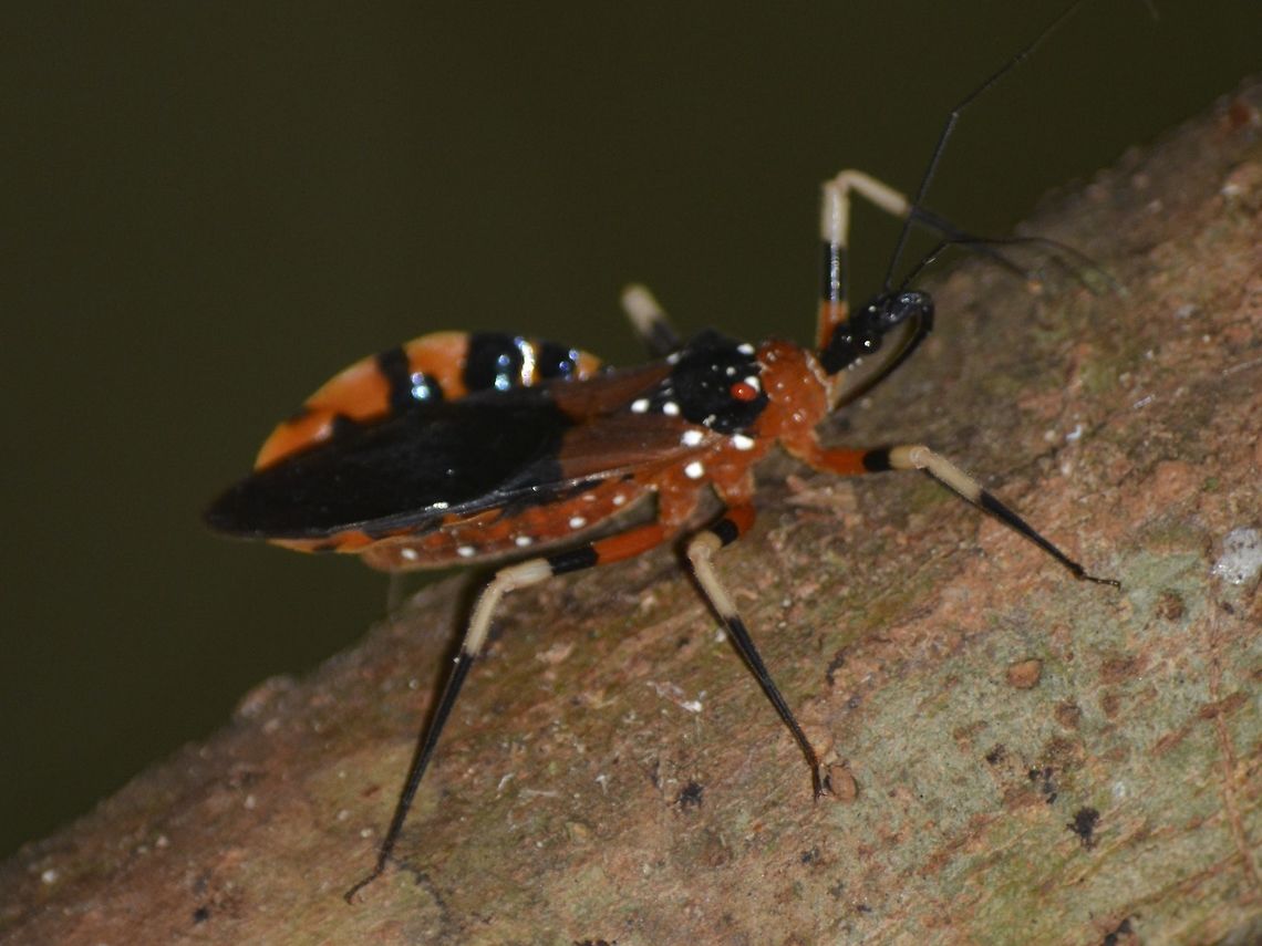 Assassin Bug  Geotagged,Malaysia,Mulu,Sarawak,Summer,assassin bug