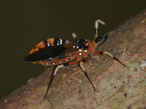 Assassin Bug  Geotagged,Malaysia,Mulu,Sarawak,Summer,assassin bug