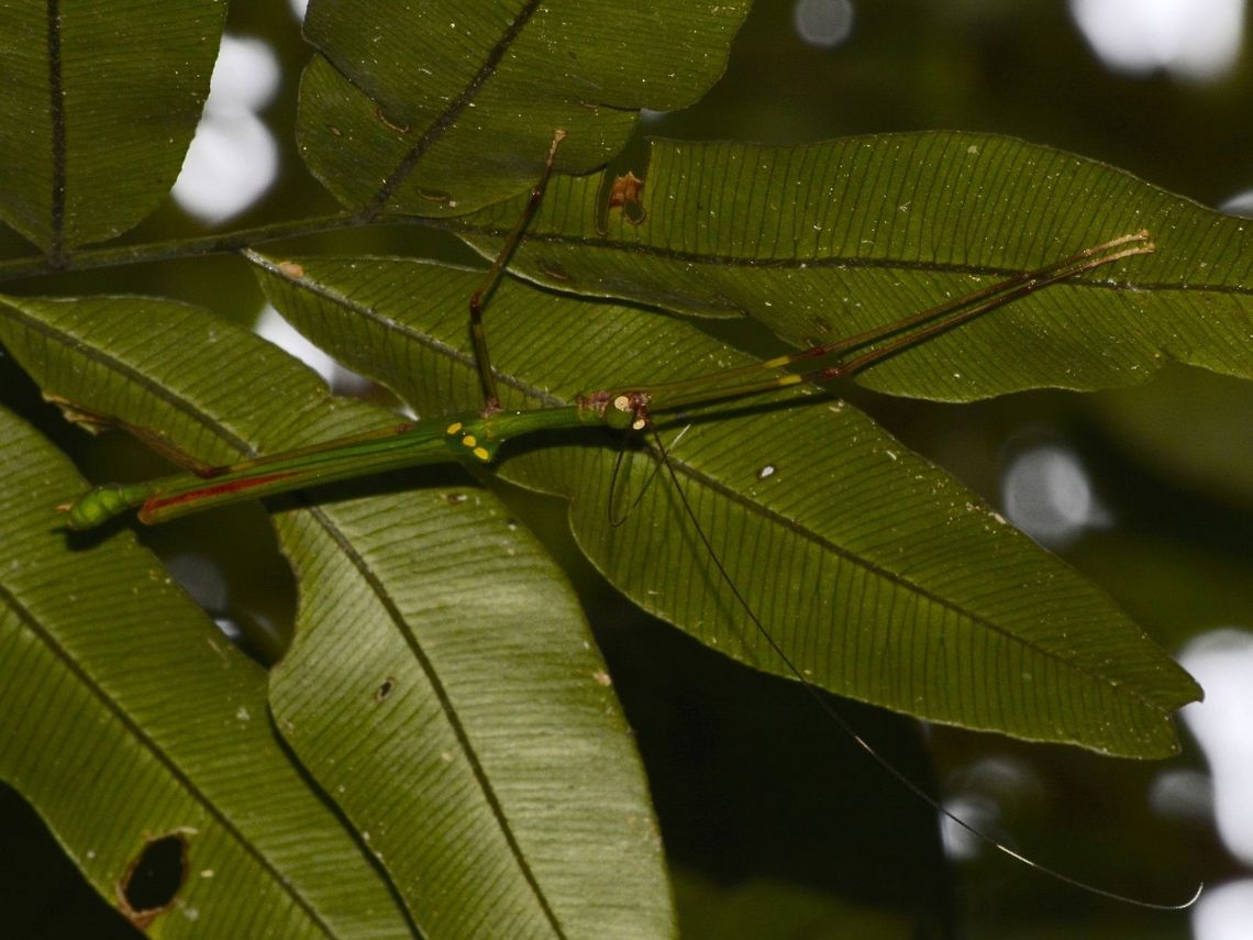 Stick Insect, Phasmid - Marmessoidea quadriguttata I didn't see this male Phasmid of the species Marmessoidea quadriguttata until it flew away to a higher up branch, displaying his red wings.  In this picture, even though the wings are not opened, a hint of red can be seen. Geotagged,Malaysia,Marmessoidea quadriguttata,Mulu,Phasmid,Sarawak,Stick Insect,Summer