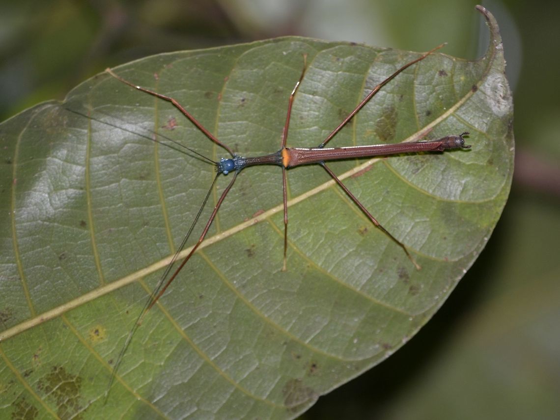 Stick Insect, Phasmid - Marmessoidea vinosa Male Phasmid of the species Marmessoidea vinosa, very brightly coloured with blue head and brown to reddish body/wings/legs and yellow markings on tegmina. Geotagged,Malaysia,Marmessoidea vinosa,Mulu,Phasmid,Sarawak,Stick Insect,Summer