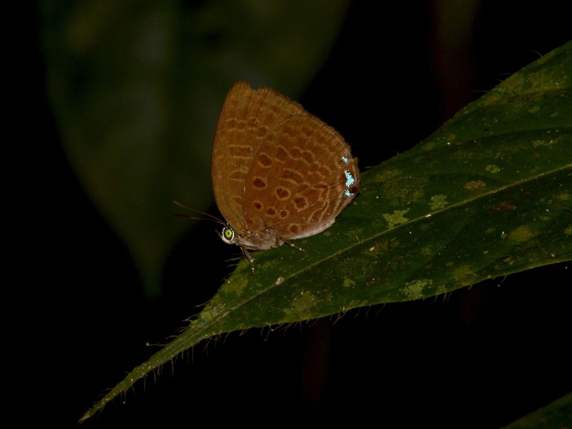 Butterfly - Arhopala elopura  Arhopala elopura,Butterfly,Geotagged,Malaysia,Mulu,Sarawak,Summer