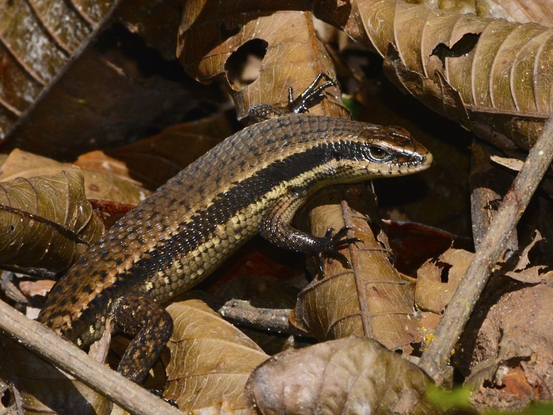Rough Mabuya Skink - Eutropis rudis One of the more common Skink, Rough Mabuya - Eutropis rudis to be found in Borneo. Eutropis rudis,Geotagged,Malaysia,Mulu,Rough Mabuya,Sarawak,Skink,Summer