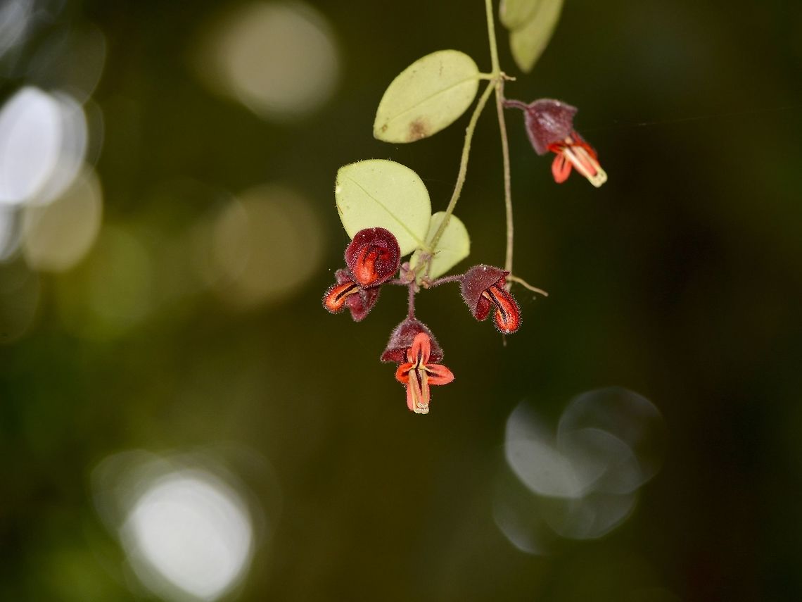 Tiny Red Flowers  Aeschynanthus tricolor,Flowers,Geotagged,Malaysia,Mulu,Sarawak,Summer