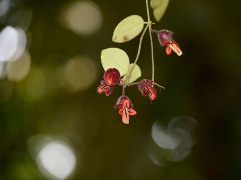 Aeschynanthus tricolor
