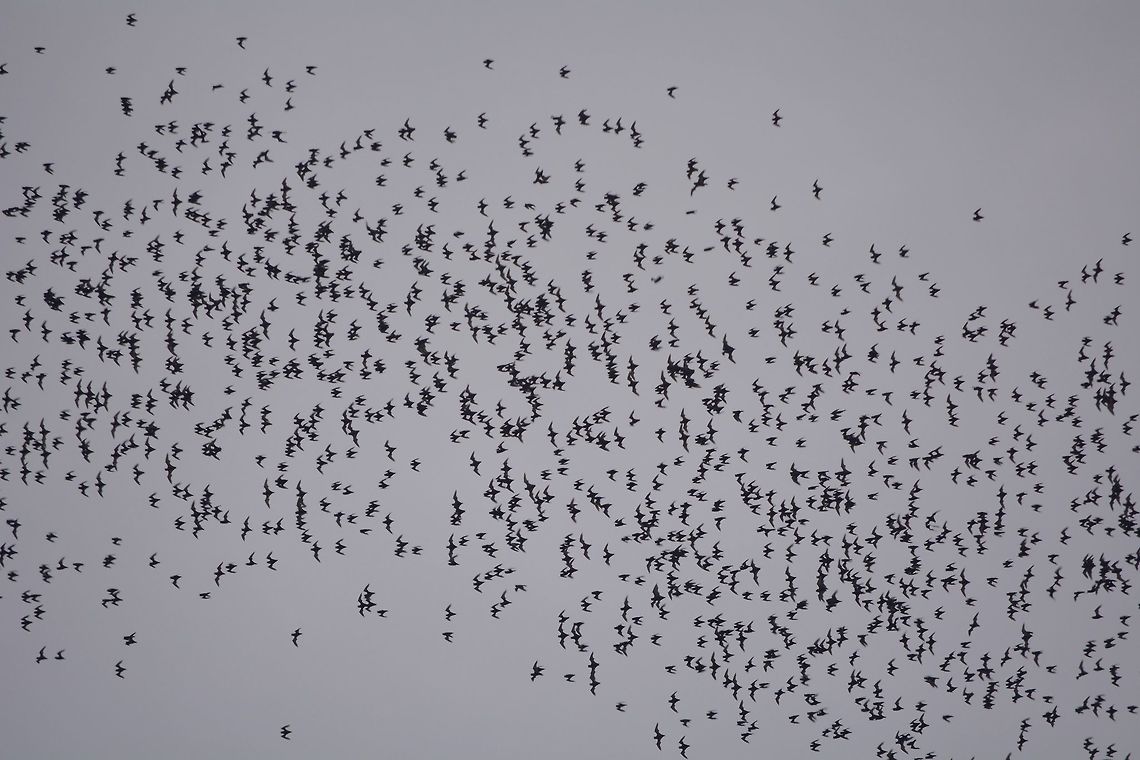 Bat Exodus This is the Bat exodus from Deer Cave at Mulu National Park.<br />
Every evening, without fail, millions of Bats exits the caves for their night hunting and return to the caves early the next morning.<br />
<br />
There are 12 species of Bats recorded to lives in Deer Cave and surrounding caves and the species with the most number is the Wrinkled-Lipped Bats estimated to number between 2.5 and 3.5 million individuals. Bat,Geotagged,Malaysia,Mulu,Sarawak,Summer
