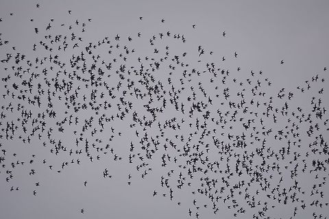 Bat Exodus This is the Bat exodus from Deer Cave at Mulu National Park.
Every evening, without fail, millions of Bats exits the caves for their night hunting and return to the caves early the next morning.

There are 12 species of Bats recorded to lives in Deer Cave and surrounding caves and the species with the most number is the Wrinkled-Lipped Bats estimated to number between 2.5 and 3.5 million individuals. Bat,Geotagged,Malaysia,Mulu,Sarawak,Summer