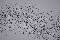 Bat Exodus This is the Bat exodus from Deer Cave at Mulu National Park.<br />
Every evening, without fail, millions of Bats exits the caves for their night hunting and return to the caves early the next morning.<br />
<br />
There are 12 species of Bats recorded to lives in Deer Cave and surrounding caves and the species with the most number is the Wrinkled-Lipped Bats estimated to number between 2.5 and 3.5 million individuals. Bat,Geotagged,Malaysia,Mulu,Sarawak,Summer