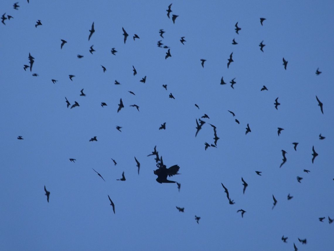 Bat Hawk striking Every evening at sunset as the millions of Bats exits the caves to hunt, the Bat Hawk - Macheiramphus alcinus are waiting to get their meals. They hunt by chasing their prey at high speeds in flight. About 49% of their hunts are successful.<br />
<br />
The Bat Hawk is crepuscular and hunts at dusk.<br />
<br />
In the picture, the bigger &#039;shadow&#039; is the Bat Hawk and can be seen reaching out with its claws to grab a Bat. Bat hawk,Geotagged,Macheiramphus alcinus,Malaysia,Mulu,Sarawak,Summer