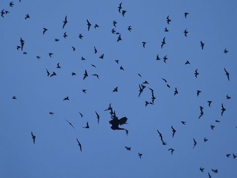 Bat Hawk striking Every evening at sunset as the millions of Bats exits the caves to hunt, the Bat Hawk - Macheiramphus alcinus are waiting to get their meals. They hunt by chasing their prey at high speeds in flight. About 49% of their hunts are successful.

The Bat Hawk is crepuscular and hunts at dusk.

In the picture, the bigger 'shadow' is the Bat Hawk and can be seen reaching out with its claws to grab a Bat. Bat hawk,Geotagged,Macheiramphus alcinus,Malaysia,Mulu,Sarawak,Summer