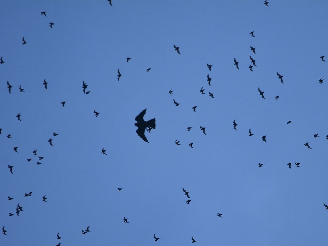 Gothcha! Bat Hawk - Macheiramphus alcinus hunting/catching Bats as they exits the caves at sunset time. Bat hawk,Geotagged,Hawk,Macheiramphus alcinus,Malaysia,Mulu,Sarawak,Summer