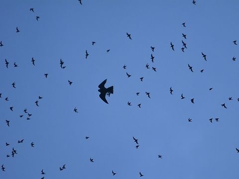 Gothcha! Bat Hawk - Macheiramphus alcinus hunting/catching Bats as they exits the caves at sunset time. Bat hawk,Geotagged,Hawk,Macheiramphus alcinus,Malaysia,Mulu,Sarawak,Summer