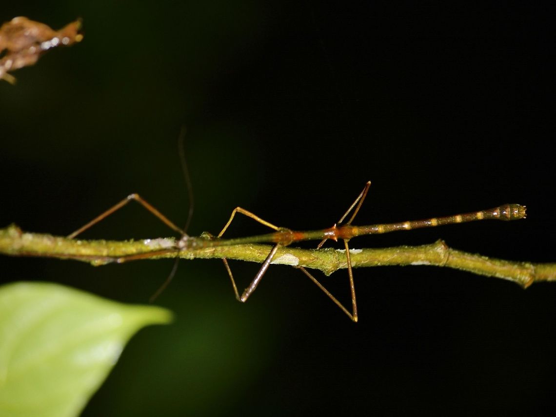 Stick Insect, Phasmid - Phasmatidae Male Phasmid from the family of Phasmatidae, sub-family Lonchodinae.<br />
This could possibly from the genus Phenacephorus as the males from this genus has 2 spines towards the beginning of its abdomen. Geotagged,Malaysia,Mulu,Phasmid,Phenacephorus,Sarawak,Stick Insect,Summer