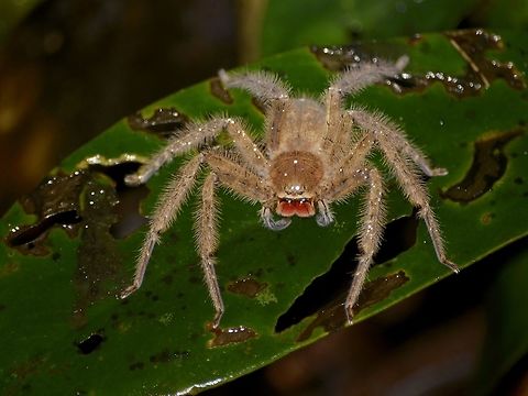Red Lips This Huntsman Spider was named in honour of David Bowie - Heteropoda davidbowie. Geotagged,Heteropoda davidbowie,Huntsman Spider,Malaysia,Mulu,Sarawak,Spider,Summer