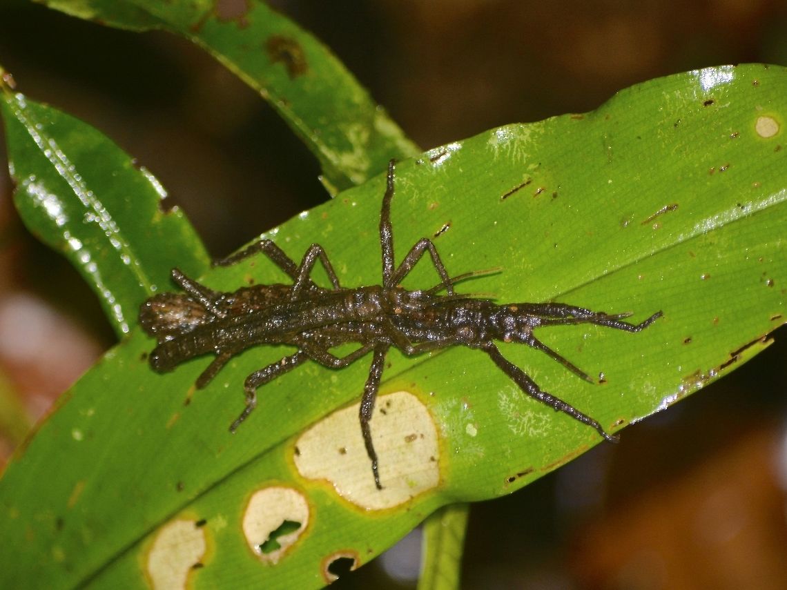 Pair of Phasmids - Pylaemenes borneensis  Geotagged,Malaysia,Mulu,Phasmid,Pylaemenes,Pylaemenes borneensis,Sarawak,Stick Insect,Summer