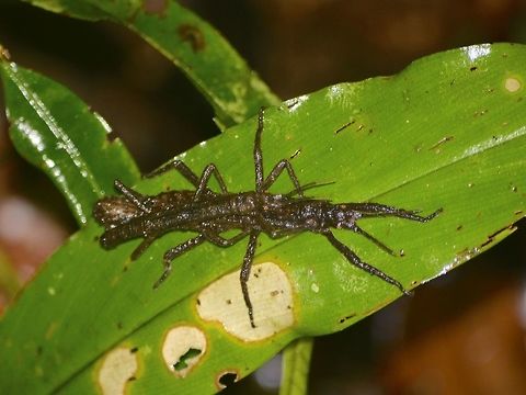 Pair of Phasmids - Pylaemenes borneensis  Geotagged,Malaysia,Mulu,Phasmid,Pylaemenes,Pylaemenes borneensis,Sarawak,Stick Insect,Summer