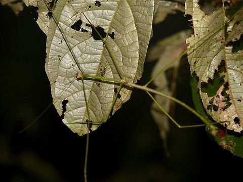 Stick Insect, Phasmid - Phobaeticus kirbyi Male Phasmid of the species Phobaeticus kirbyi.  It has very long and slender body and even longer legs.  The body is around 18 cm.  Females of this species can grow up to 30 cm in body length and at one time was recorded as the second longest Phasmid in the world, but now its the 3rd longest after a new species of Phasmid from China was described earlier this year. Geotagged,Malaysia,Mulu,Phasmid,Phobaeticus,Phobaeticus kirbyi,Sarawak,Stick Insect,Summer