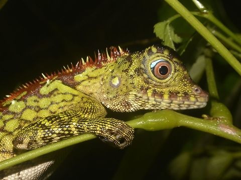 Borneo Forest Dragon The Borneo Anglehead Lizard - Gonocephalus bornensis is also known as Borneo Forest Dragon Borneo Anglehead Lizard,Borneo Forest Dragon,Geotagged,Gonocephalus bornensis,Lizard,Malaysia,Mulu,Sarawak,Summer