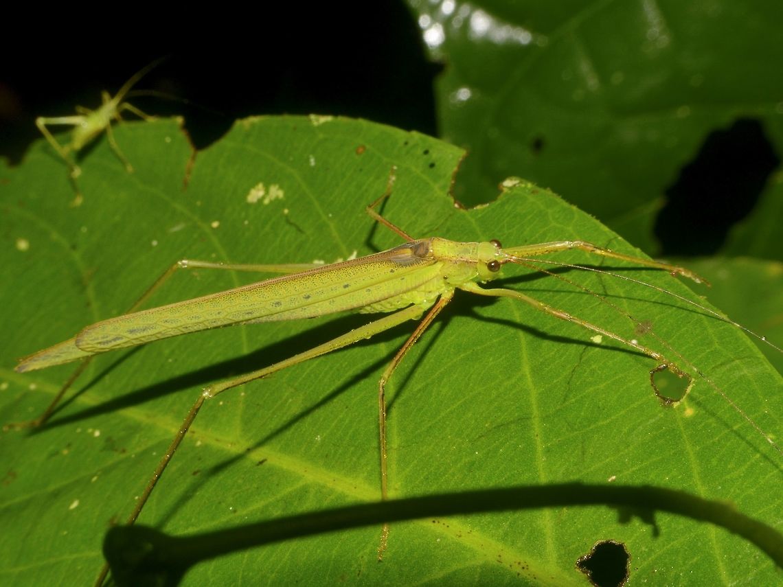 Male Katydid Katydid from the family of Tettigoniidae.<br />
There is not much studies on Katydids and many species remained undescribed :( Geotagged,Katydid,Malaysia,Mulu,Sarawak,Summer