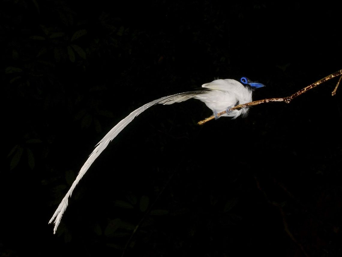 Long White Tails This is an Asian Paradise Flycatcher of the subspecies - Terpsiphone paradisi borneensis, which is recorded from the island of Borneo and north Java.<br />
<br />
This is a Male bird, saw him during a night walk, perched on a branch overhanging the trail about 2.5 meters height.<br />
As it was 'sleeping' I was able to approach for some close-ups and took more pictures of him. Asian Paradise Flycatcher,Flycatcher,Geotagged,Malaysia,Summer,Terpsiphone paradisi,Terpsiphone paradisi borneensis,bird