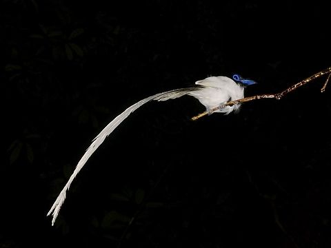 Long White Tails This is an Asian Paradise Flycatcher of the subspecies - Terpsiphone paradisi borneensis, which is recorded from the island of Borneo and north Java.

This is a Male bird, saw him during a night walk, perched on a branch overhanging the trail about 2.5 meters height.
As it was 'sleeping' I was able to approach for some close-ups and took more pictures of him. Asian Paradise Flycatcher,Flycatcher,Geotagged,Malaysia,Summer,Terpsiphone paradisi,Terpsiphone paradisi borneensis,bird