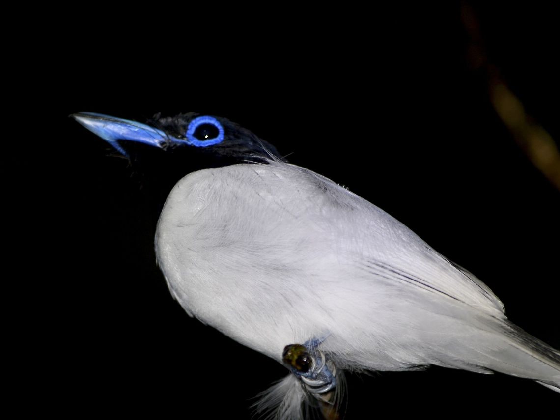 White Hunk This Male Asian Paradise Flycatcher - Terpsiphone paradisi borneensis is mostly white in colour with black face.  He has a ring of blue around his eyes and beaks are blue too. Asian Paradise Flycatcher,Bird,Flycatcher,Geotagged,Malaysia,Mulu,Sarawak,Summer,Terpsiphone paradisi borneensis