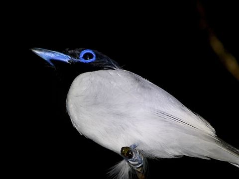White Hunk This Male Asian Paradise Flycatcher - Terpsiphone paradisi borneensis is mostly white in colour with black face.  He has a ring of blue around his eyes and beaks are blue too. Asian Paradise Flycatcher,Bird,Flycatcher,Geotagged,Malaysia,Mulu,Sarawak,Summer,Terpsiphone paradisi borneensis