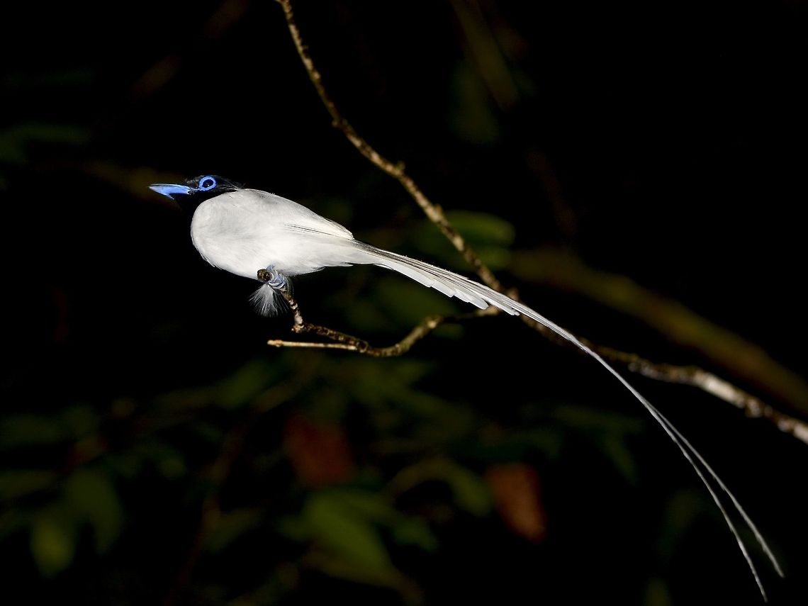 Asian Paradise Flycatcher - Terpsiphone paradisi borneensis  Asian Paradise Flycatcher,Bird,Flycatcher,Geotagged,Malaysia,Mulu,Sarawak,Summer,Terpsiphone paradisi borneensis