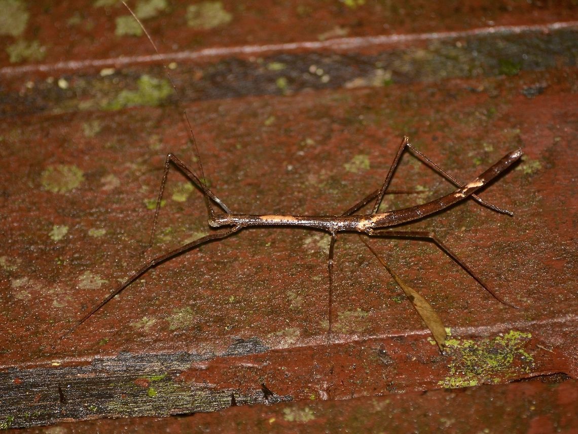 Stick Insect, Phasmid Nymph of Phasmid Geotagged,Malaysia,Mulu,Phasmid,Sarawak,Stick Insect,Summer