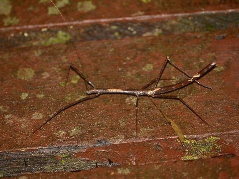 Stick Insect, Phasmid Nymph of Phasmid Geotagged,Malaysia,Mulu,Phasmid,Sarawak,Stick Insect,Summer