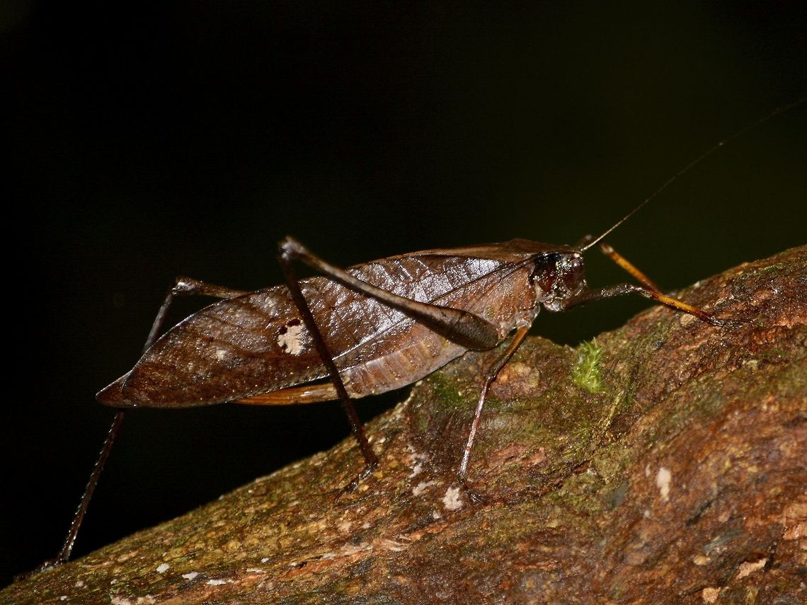Dead Leaf Mimic Katydid - Characta labuanae  Characta labuanae,Dead Leaf Mimic Katydid,Geotagged,Katydid,Leaf Mimic Katydid,Malaysia,Mulu,Sarawak,Summer