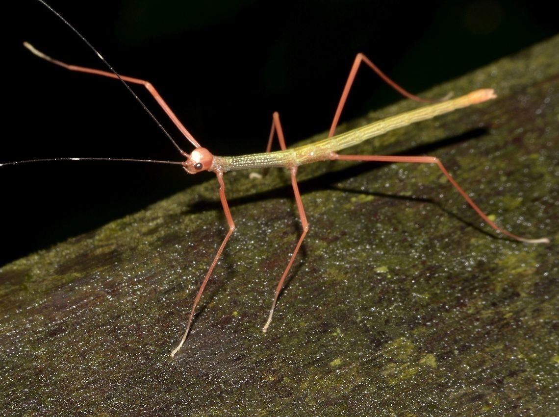 Baby Stick on a stroll Nymph of Phasmid, most likely from the genus Marmessoidea.<br />
Two species of Marmessoidea were recorded from this area - Marmessoidea quadriguttata and Marmessoidea vinosa Geotagged,Malaysia,Marmessoidea,Mulu,Phasmid,Sarawak,Stick Insect,Summer