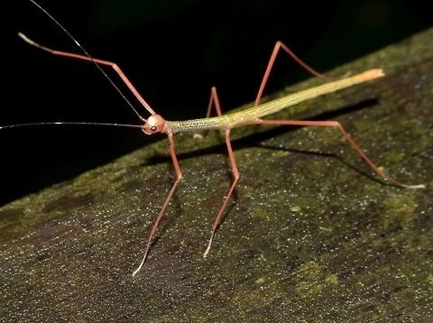 Baby Stick on a stroll Nymph of Phasmid, most likely from the genus Marmessoidea.
Two species of Marmessoidea were recorded from this area - Marmessoidea quadriguttata and Marmessoidea vinosa Geotagged,Malaysia,Marmessoidea,Mulu,Phasmid,Sarawak,Stick Insect,Summer