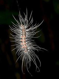 Hairy hanging from a thread A hairy Caterpillar hanging down from a thread Caterpillar,Geotagged,Malaysia,Mulu,Sarawak,Summer