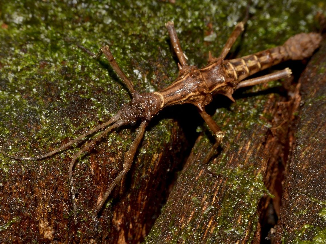 Stick Insect, Phasmid - Dares validispinus Male Phasmid of the species Dares validispinus. Dares validispinus,Geotagged,Malaysia,Mulu,Phasmid,Sarawak,Stick Insect,Summer