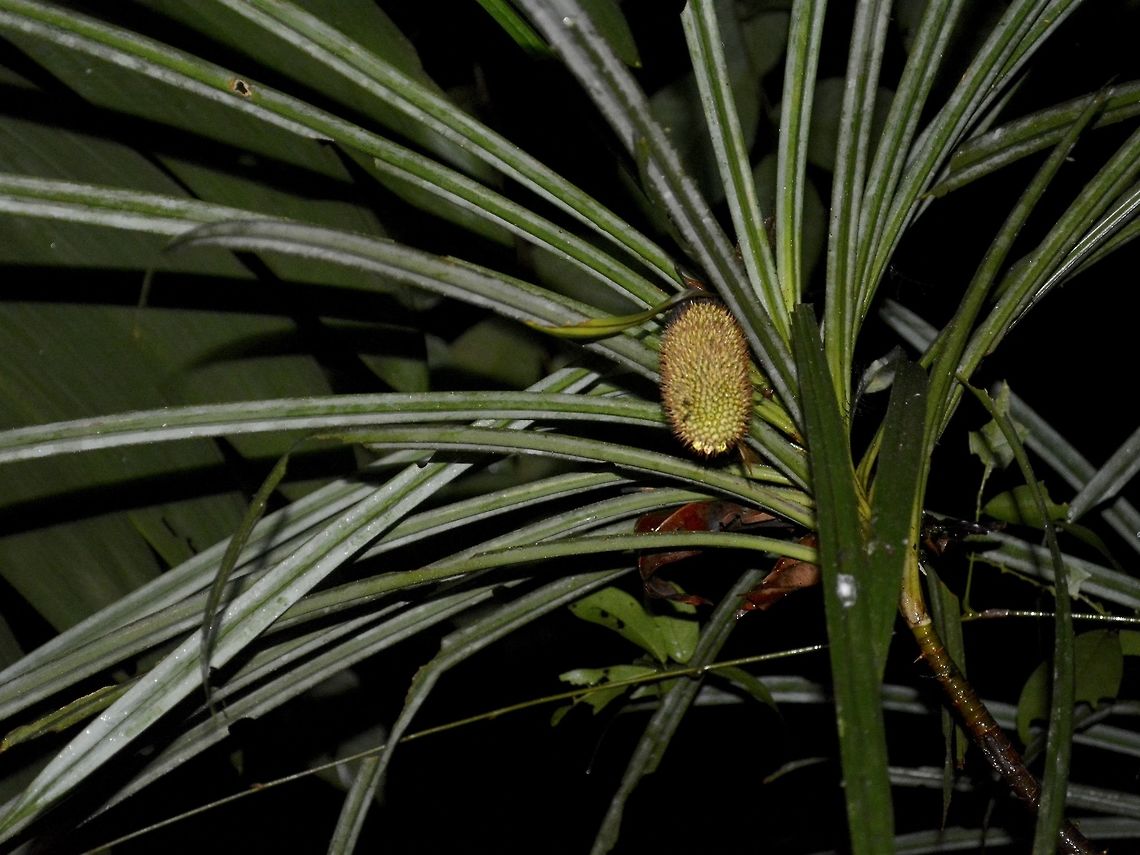 Pandanus sp Most people when they thinks of Pandan, they will think of the fragranted Pandan leafs that are used for cooking.<br />
However, there are more than 700 species of Pandan plants and some of them bear fruits.  The fruits can be edible. Geotagged,Malaysia,Mulu,Pandanus,Pandanus sp,Plants,Sarawak,Summer
