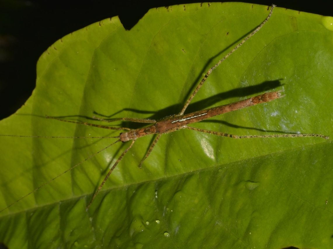 Stick Insect, Phasmid Male Phasmid from the sub-family of Necrosciinae.<br />
He has a hint of light blue on his wings. Geotagged,Malaysia,Mulu,Phasmid,Sarawak,Stick Insect,Summer