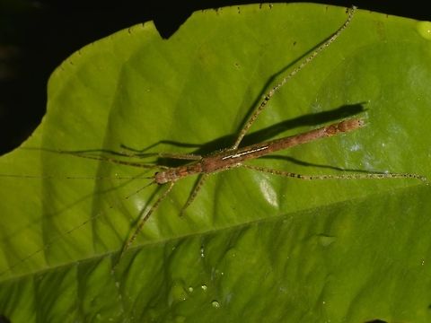 Stick Insect, Phasmid Male Phasmid from the sub-family of Necrosciinae.
He has a hint of light blue on his wings. Geotagged,Malaysia,Mulu,Phasmid,Sarawak,Stick Insect,Summer