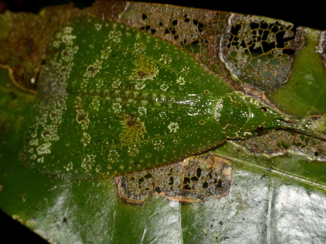 Lichen Katydid This was one of the more spectacular Katydid I came across.<br />
Was quite amazed with the markings on its wings, that looks like lichen and is quite geometric.<br />
Katydid are from the family of Tettigoniidae<br />
<br />
Another view of this same Katydid :<br />
<br />
<figure class="photo"><a href="https://www.jungledragon.com/image/47709/beauty.html" title="Beauty"><img src="https://s3.amazonaws.com/media.jungledragon.com/images/2994/47709_thumb.jpg?AWSAccessKeyId=05GMT0V3GWVNE7GGM1R2&Expires=1770854410&Signature=fqvncslNC3i0xCKLKFvY%2BscKAWY%3D" width="200" height="134" alt="Beauty This is the same Katydid as previous Spotting, it flew away from the leaf where I first found it and landed on the trail railings, which allows its full beauty to be better appreciated. Geotagged,Katydid,Lichen Katydid,Malaysia,Mulu,Sarawak,Summer,Tettigoniidae" /></a></figure><br />
 Geotagged,Katydid,Lichen Katydid,Malaysia,Mulu,Sarawak,Summer,Tettigoniidae