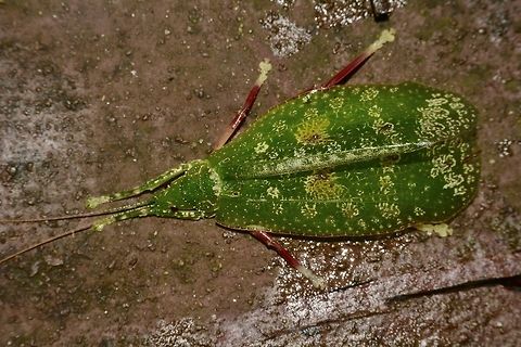 Beauty This is the same Katydid as previous Spotting, it flew away from the leaf where I first found it and landed on the trail railings, which allows its full beauty to be better appreciated. Geotagged,Katydid,Lichen Katydid,Malaysia,Mulu,Sarawak,Summer,Tettigoniidae