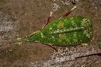 Beauty This is the same Katydid as previous Spotting, it flew away from the leaf where I first found it and landed on the trail railings, which allows its full beauty to be better appreciated. Geotagged,Katydid,Lichen Katydid,Malaysia,Mulu,Sarawak,Summer,Tettigoniidae