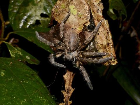 Huntsman Spider - Rhitymna sp.  Geotagged,Huntsman Spider,Malaysia,Mulu,Rhitymna,Rhitymna sp,Sarawak,Spider,Summer