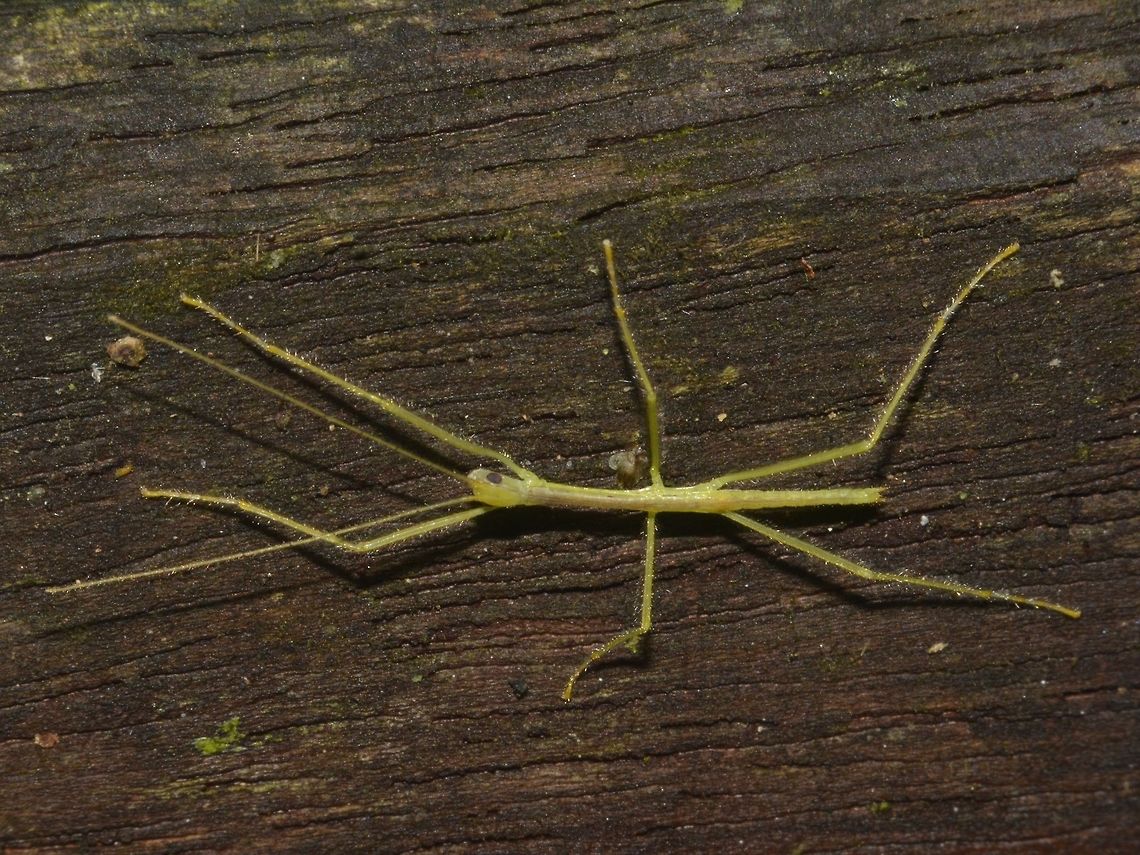 Hairy Baby New born or probably a few days old Phasmid from sub-family Necrosciinae.<br />
Could possibly be from the genus Calvisia. Geotagged,Malaysia,Mulu,Phasmid,Sarawak,Stick Insect,Summer