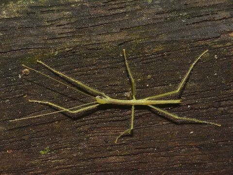 Hairy Baby New born or probably a few days old Phasmid from sub-family Necrosciinae.
Could possibly be from the genus Calvisia. Geotagged,Malaysia,Mulu,Phasmid,Sarawak,Stick Insect,Summer