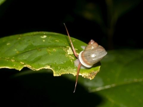 Small Snail Long Antennae  Geotagged,Malaysia,Mulu,Sarawak,Snail,Summer