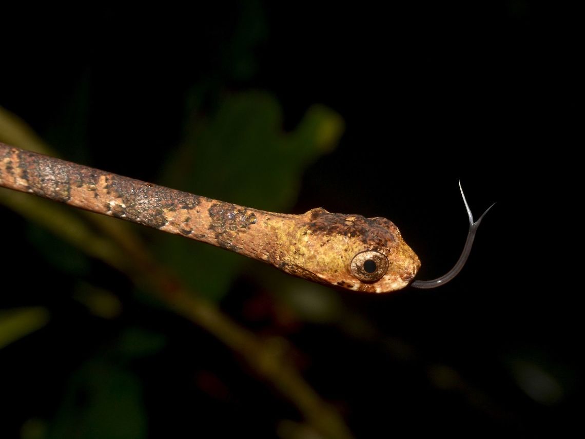 I can smell you! This Blunt-Headed Slug Snake are slender/thin around 1 meter length.  As their name implies, they most feeds on slugs and snails.<br />
<br />
They can be very well camouflaged when they are on small branches. Aplopeltura,Aplopeltura boa,Blunt-Headed Slug Snake,Geotagged,Malaysia,Mulu,Sarawak,Snake,Summer