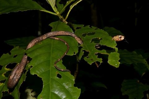 Blunt-Headed Slug Snake - Aplopeltura boa This Blunt-Headed Slug Snake - Aplopeltura boa is a long and slender Snake, around 1 meter in length.
They are nocturnal and come out in the open at night to hunt. Aplopeltura,Aplopeltura boa,Blunt-Headed Slug Snake,Geotagged,Malaysia,Mulu,Sarawak,Snake,Summer
