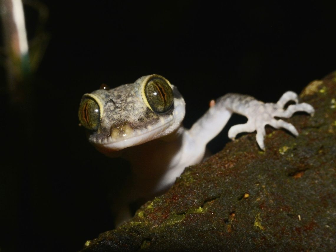 Are you still looking for me? Taylor&#039;s Bow-Fingered Gecko-Cyrtodactylus quadrivirgatus playing shy with the camera. Cyrtodactylus quadrivirgatus,Gecko,Geotagged,Malaysia,Mulu,Sarawak,Summer,Taylors Bow-fingered Gecko